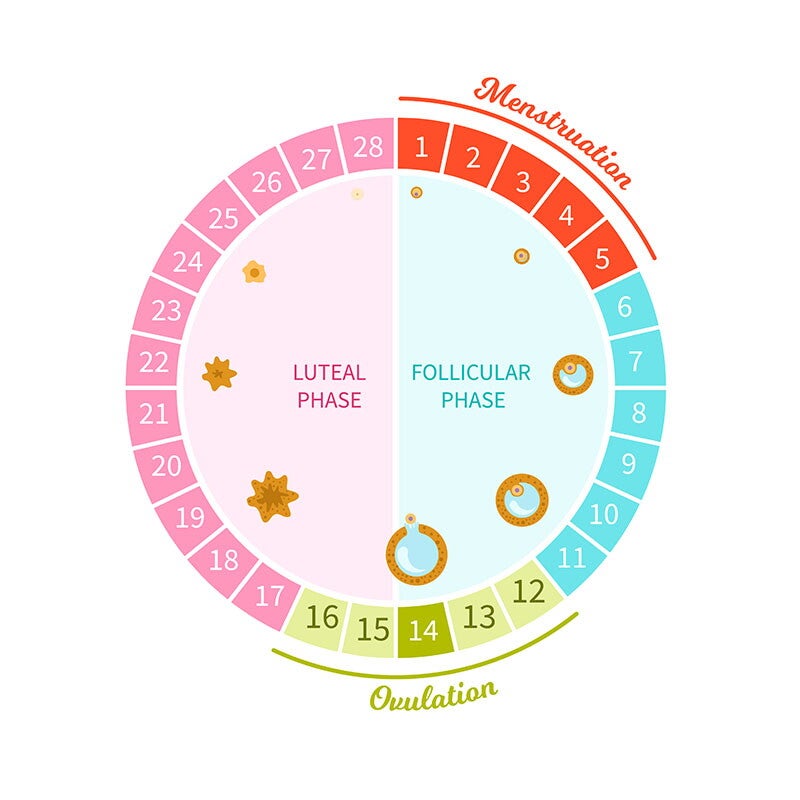 A vector image of the female menstrual cycle that shows the maturation of the egg