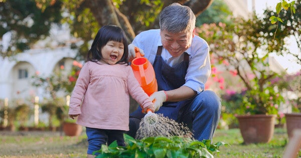 Asian grandfather helping little girl water plants in the garden.