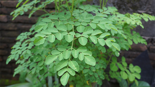 Breast milk booster malunggay or moringa leaves