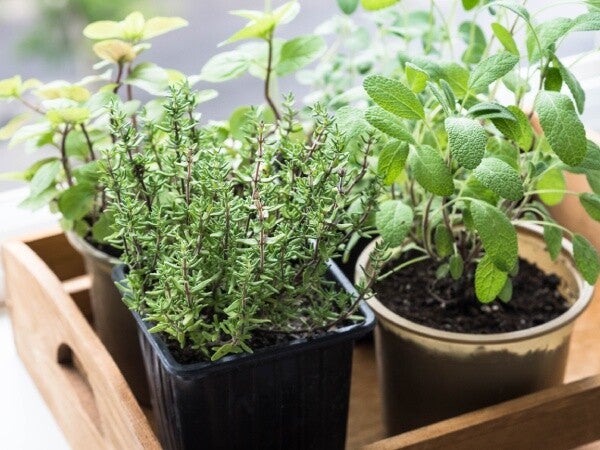 Photo of four different herbs in recycled containers on a wooden tray.
