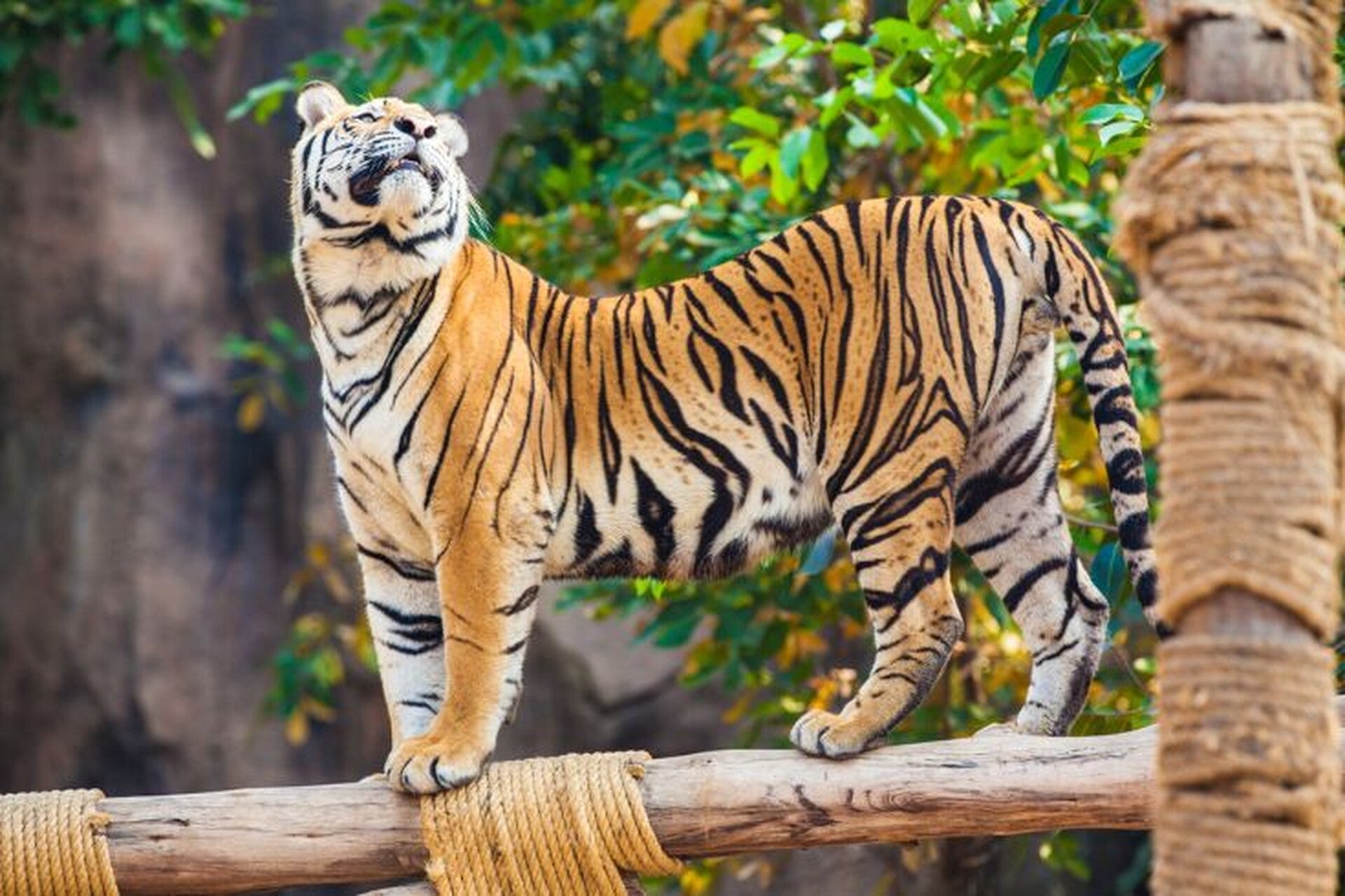 Photo of an Indochinese Tiger at a zoo. 