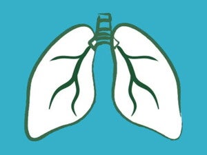 Lungs