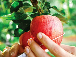 Harvesting-to-be-Naturally-Delicious