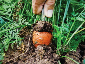 Varieties-&-Growing-Regions