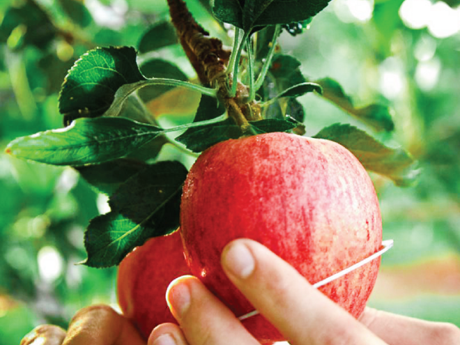 Harvesting to be Naturally Delicious