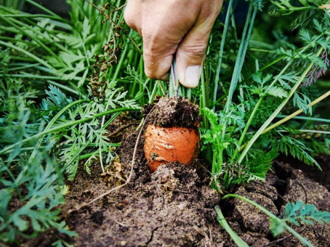 Choosing the Right Seeds, Varieties & Growing Regions 