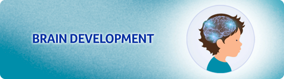 brain-development.png brain-development.png