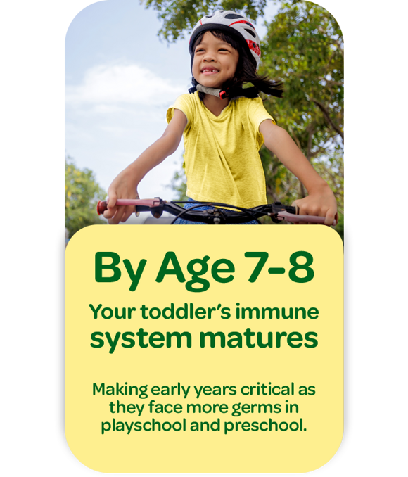 By Age 7-8 Your toddler’s immune system matures Making early years critical as they face more germs in playschool and preschool. By Age 7-8 Your toddler’s immune system matures Making early years critical as they face more germs in playschool and preschool.