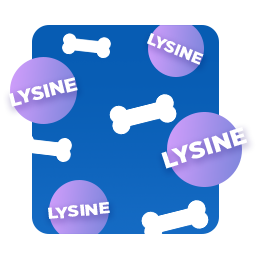 Lysine Lysine