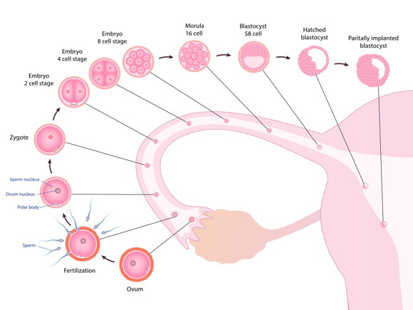 Illustration of early embryo development from fertilization to implantation.